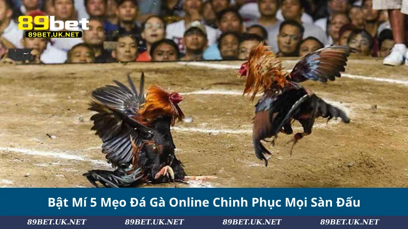 Bật Mí #5 Mẹo Đá Gà Online Giúp Bạn Làm Chủ Mọi Trận Đấu Bật Mí 5 Mẹo Đá Gà Online Chinh Phục Mọi Sàn Đấu