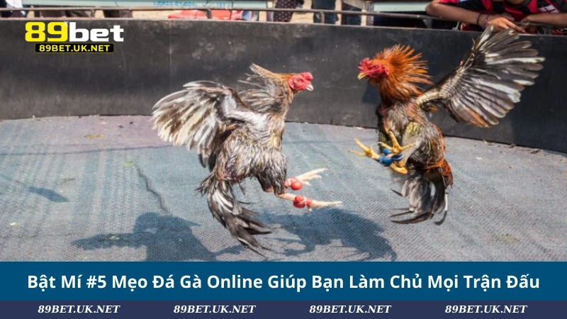 Bật Mí #5 Mẹo Đá Gà Online Giúp Bạn Làm Chủ Mọi Trận Đấu Bật Mí #5 Mẹo Đá Gà Online Giúp Bạn Làm Chủ Mọi Trận Đấu