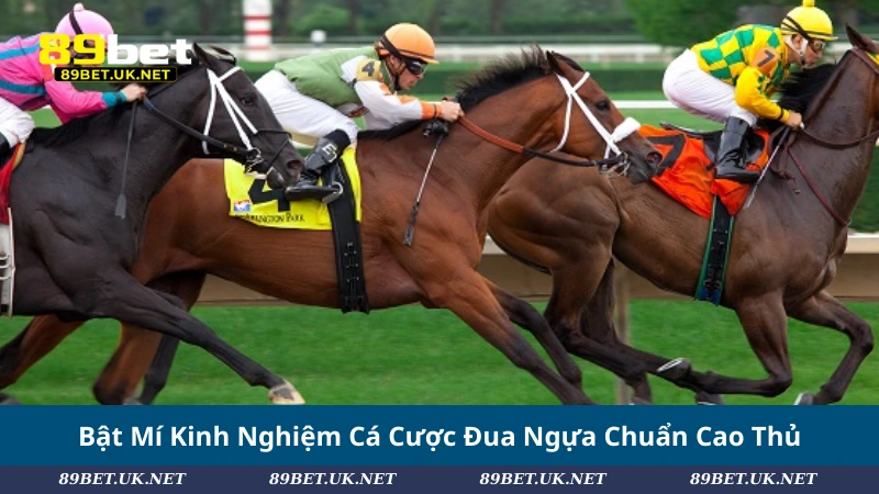 Khám Phá Đua Ngựa: Cách Chơi, Loại Kèo Và Chiến Lược Hiệu Quả Bật Mí Kinh Nghiệm Cá Cược Đua Ngựa Chuẩn Cao Thủ