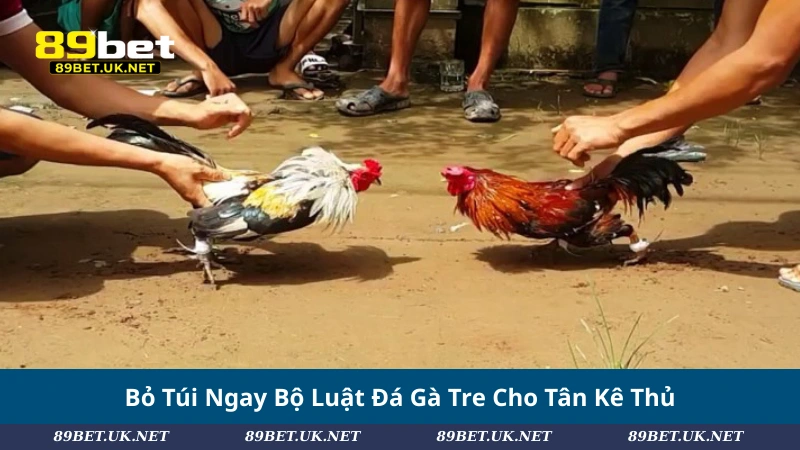 Bỏ Túi Ngay Bộ Luật Đá Gà Tre Cho Tân Kê Thủ