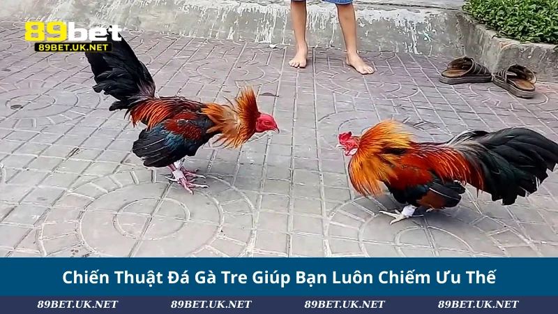 Chiến Thuật Đá Gà Tre Giúp Bạn Luôn Chiếm Ưu Thế