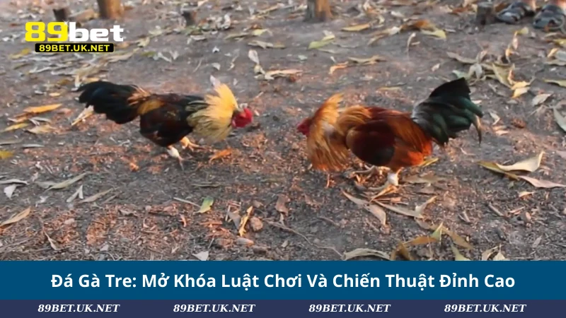Đá Gà Tre: Mở Khóa Luật Chơi Và Chiến Thuật Đỉnh Cao Đá Gà Tre: Mở Khóa Luật Chơi Và Chiến Thuật Đỉnh Cao