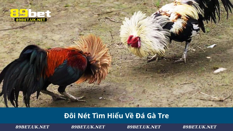 Đôi Nét Tìm Hiểu Về Đá Gà Tre