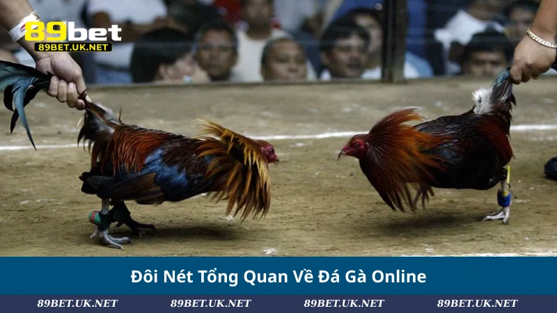 Bật Mí #5 Mẹo Đá Gà Online Giúp Bạn Làm Chủ Mọi Trận Đấu Đôi Nét Tổng Quan Về Đá Gà Online