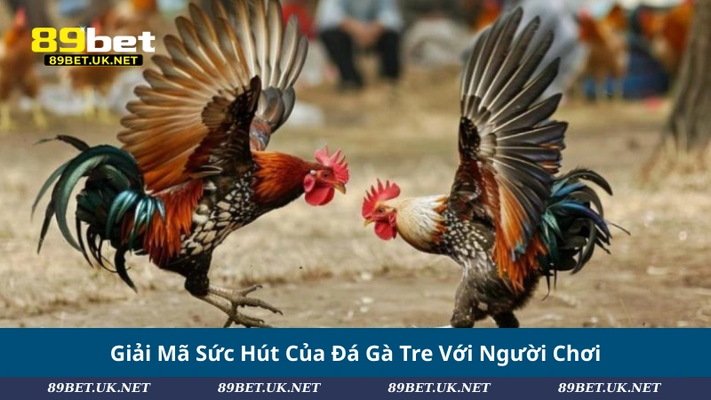 Giải Mã Sức Hút Của Đá Gà Tre Với Người Chơi