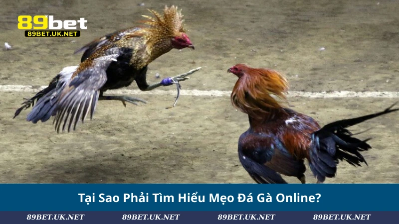 Bật Mí #5 Mẹo Đá Gà Online Giúp Bạn Làm Chủ Mọi Trận Đấu Tại Sao Phải Tìm Hiểu Mẹo Đá Gà Online?